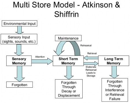 RÃ©sultat de recherche d'images pour "Atkinson & Shiffrin"