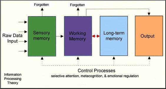 Cognitive Development:  A gradual loss of our five primary mental abilities happens during late adulthood: 1. Verbal Meaning 2. Spatial Orientation 3.Inductive Reasoning 4. Number Ability 5. Word Fluency (Gates, n.d.). During this stage of life their thinking processes are slowing down and their working memory starts decreasing (Gates, n.d.).